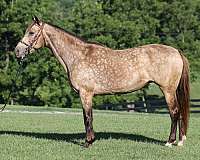 beginner-rocky-mountain-horse