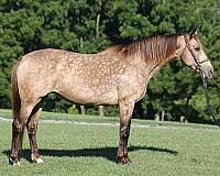 endurance-rocky-mountain-horse