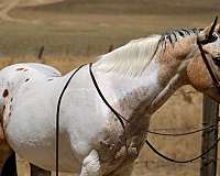athletic-appaloosa-horse