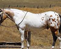 endurance-appaloosa-horse