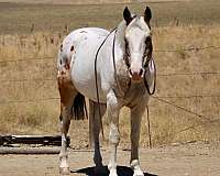 experienced-appaloosa-horse
