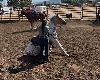 flashy-appaloosa-horse