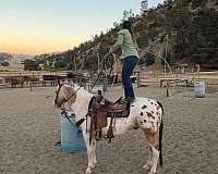 husband-safe-appaloosa-horse