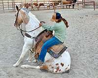 kid-safe-appaloosa-horse