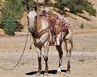 athletic-appaloosa-horse