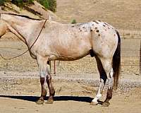 beginner-appaloosa-horse
