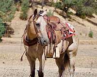 calf-roping-appaloosa-horse