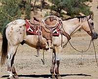 endurance-appaloosa-horse