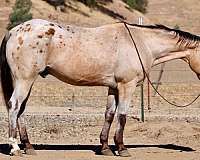 experienced-appaloosa-horse