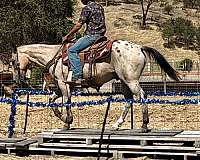 kid-safe-appaloosa-horse