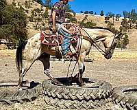 parade-appaloosa-horse