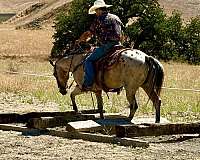flashy-appaloosa-horse
