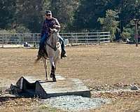 performance-appaloosa-horse