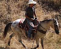 playday-appaloosa-horse