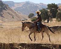 ranch-appaloosa-horse