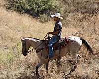 ranch-versatility-appaloosa-horse