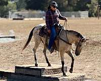 ranch-work-appaloosa-horse
