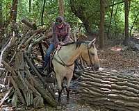 ridden-western-appaloosa-horse