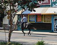 beginner-quarter-horse