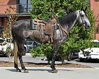 athletic-quarter-horse