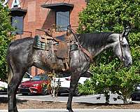 calf-roping-quarter-horse