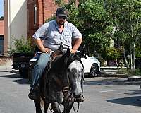 experienced-quarter-horse