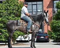 flashy-quarter-horse