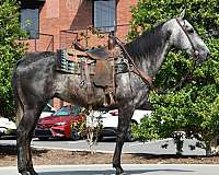 husband-safe-quarter-horse