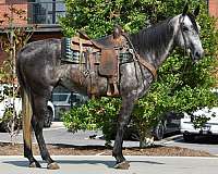 kid-safe-quarter-horse