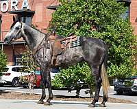ranch-quarter-horse