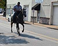 ranch-versatility-quarter-horse