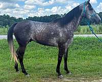 ranch-work-quarter-horse