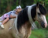 athletic-gypsy-vanner-horse
