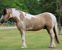 beginner-gypsy-vanner-horse