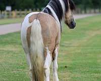 calf-roping-gypsy-vanner-horse