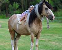 endurance-gypsy-vanner-horse