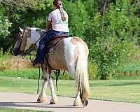 experienced-gypsy-vanner-horse