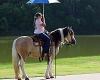 flashy-gypsy-vanner-horse
