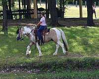 kid-safe-gypsy-vanner-horse