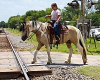 playday-gypsy-vanner-horse