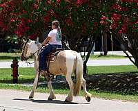 ranch-gypsy-vanner-horse