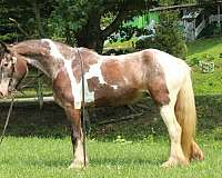 athletic-gypsy-vanner-horse