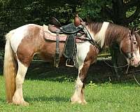 endurance-gypsy-vanner-horse
