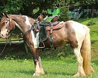 beginner-gypsy-vanner-horse
