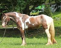 flashy-gypsy-vanner-horse