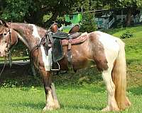 kid-safe-gypsy-vanner-horse