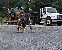 parade-gypsy-vanner-horse