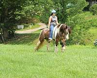 playday-gypsy-vanner-horse