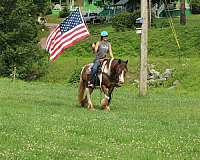 ranch-gypsy-vanner-horse