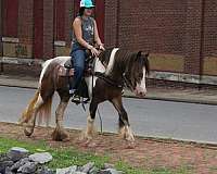ranch-work-gypsy-vanner-horse